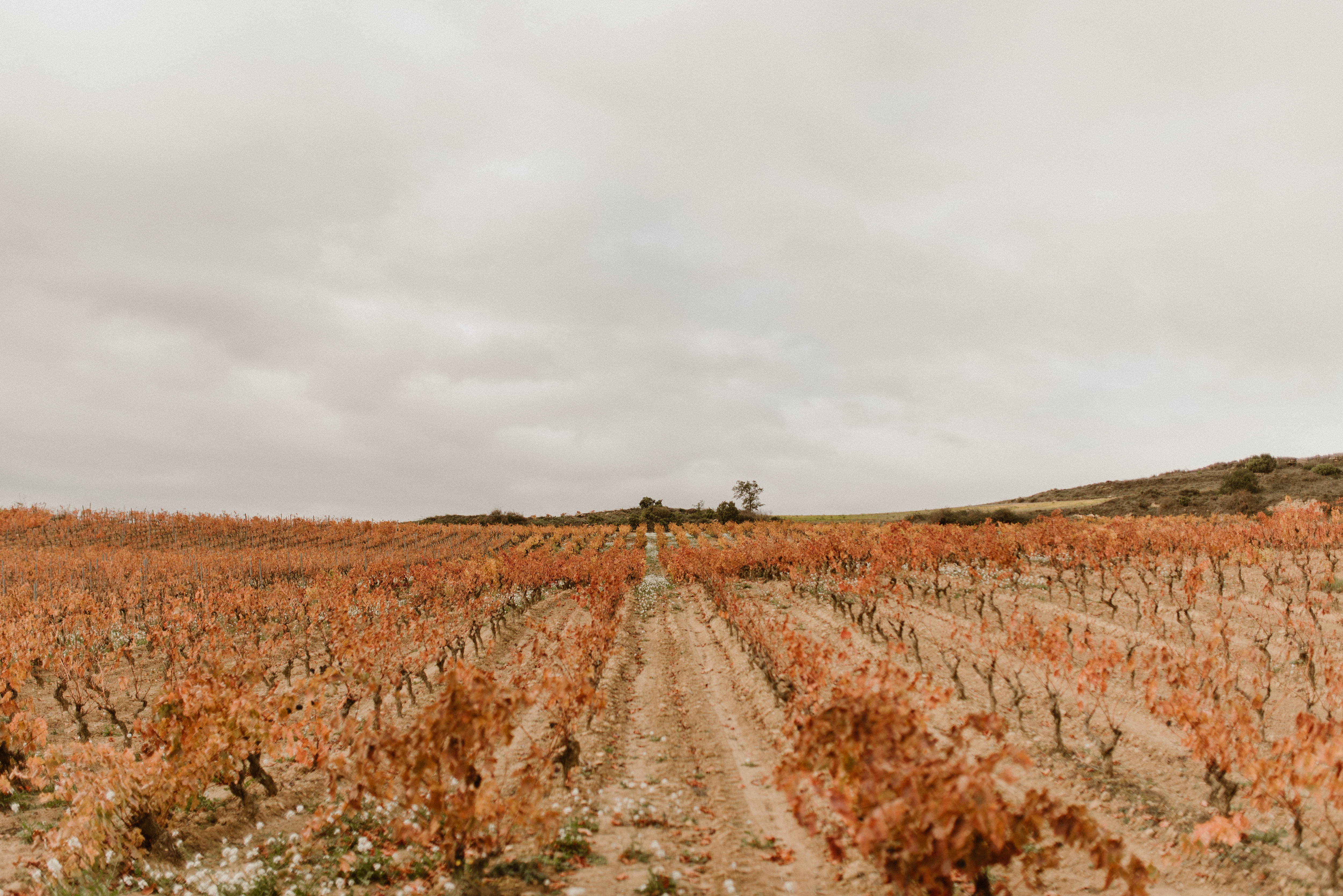 Muriel wines marina palacios